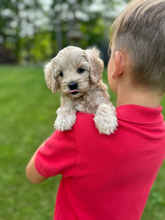 Handsome light apricot with white markings F1 Cockapoo puppy lovingly held for his sunny summer 5 week puppy photo shoot at Chesley Hill Cockapoos NH Cockapoo breeder with Cockapoo puppies for sale to families in NH, MA, VT, CT, RI, ME, NJ, NY, PA, Washignton DC, MD, all of New England and the East Coast.