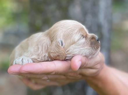 Buff female Cockapoo puppy lovingly posed for her two week photo shoot outside before moss covered tree and granite stone wall. She and her littermates are being raised by Chesley Hill Cockapoos New England Cockapoo breeder, just north of Boston Massachusetts.