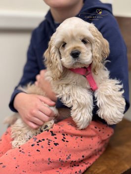 Upcoming dam at Chesley Hill Cockapoos Cockapoo breeder Massachusetts with Cockapoo puppies for sale to families in NH, MA, ME, CT, NY, VT, MD, VA, NC, SC, FL, TX, CA all of New England and East Coast to West Coast