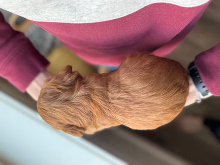 Beautiful female F1b Cockapo puppy for sale by Chesley Hill Cockapoos, New Hampshire's premier Cockapoo breeder with puppies for adoption to loving families in Connecticut, New York, Massachusetts, Rhode Island, New Hampshire, Philadelphia, Washington DC, all of New England and the East Coast.