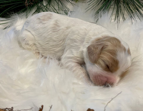 One week old Apricot and buff male Cockapoo puppy laying sweetly on a heated cream faux fur rug with a Christmas wreath around him. Eyes and ears are still closed and won't open until 2 weeks of age.  He is being raised by Chesley Hill Cockapoos, a family focused boutique breeder of happy and healthy Cockapoo puppies for loving families in Boston, NYC, all of New England and the East Coast.  