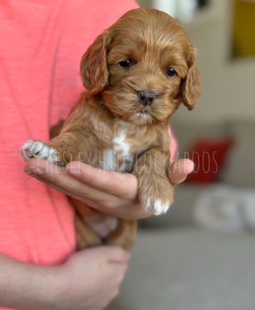 F1 Cockapoo puppy for sale by Chesley Hill Cockapoos Manhattan NY premier Cockapoo breeder with Cockapoo puppies available to families in CT, MD, NH, VT, NJ, PA, ME, VT, RI, VA, CA, FLA, all of New England and the East Coast.