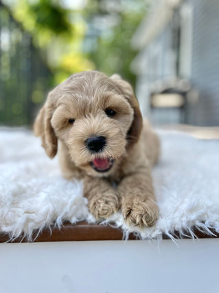 Handsome buff male Cockapoo puppy posing outside on a sunny summer day on a white faux fur rug for his final photo shoot at Chesley Hill Cockapoos a Cockapoo breeder in New England and just north of Boston.  
Chesley Hill Cockapoos Cockapoo Breeder Boston, Cockapoo Breeder New England.