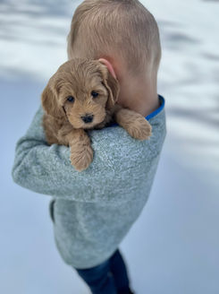 Beautiful light apricot female F1b Cockapoo puppy for sale by Chesley Hill Cockapoos, Massachusetts Cockapoo breeder with Cockapoo puppies for sale to families in Massachusetts, New Hampshire, Vermont, New York, New Jersey, Maine, Maryland, Connecticut, Rhode Island, Pennsylvania, all of New England and the East Coast.
