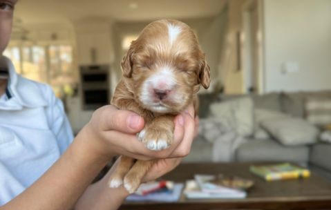 Apricot female Cockapoo puppy lovingly held in a boys hands for the pups first photo shoot at Chesley Hill Cockapoos, New England's premier Cockapoo breeder.   Chesley Hill Cockapoos raises Cockapoo puppies for families in Boston, Massachusetts, Hartford, Connecticut, New York City, Manhattan, Brooklyn, New York, Newport, Rhode Island, Newark, New Jersey,  New Hampshire, Maine, Vermont, Maryland, Washington DC, all of New England and the East Coast.