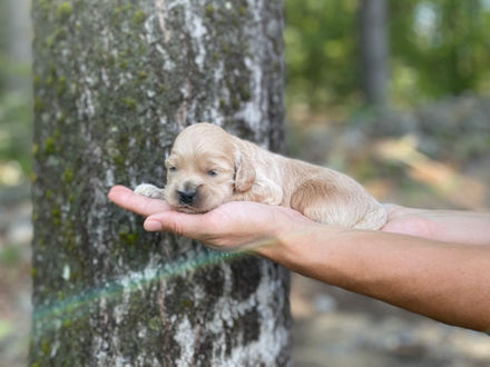  Buff male Cockapoo puppy lovingly held in the hands of the Chesley Hill Cockapoos family, for the pups 2 week photo shoot posed before moss covered trees and granite stone wall.  He is being raised by Chesley Hill Cockapoos in NH, a family breeder of Cockapoo puppies just north of Boston, Massachusetts.