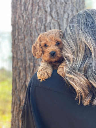 Handsome apricot male Cockapoo puppy adorably posing for the camera during his outdoor photo shoot with blue skies and green budding trees as the backdrop. He is being lovingly raised by Chesley Hill Cockapoos a premier family breeder of Cockapoo puppies in New England providing happy and healthy Cockapoo puppies to loving families in Boston, Massachusetts, NYC, CT, VT, NH, ME, RI, all of New England and the East Coast.