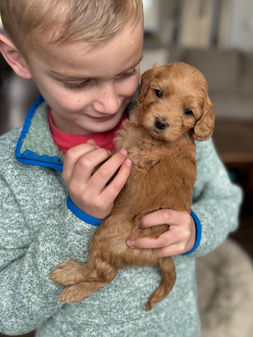 Beautiful female F1b Cockapo puppy for sale by Chesley Hill Cockapoos, New Hampshire's premier Cockapoo breeder with puppies for adoption to loving families in Connecticut, New York, Massachusetts, Rhode Island, New Hampshire, Philadelphia, Washington DC, all of New England and the East Coast.