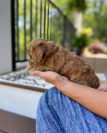 Handsome 4 week old apricot male Cockapoo puppy posed outside on a beautiful sunny day with summer greens as the backdrop.  He is being lovingly raised by Chesley Hill Cockapoos a family breeder of Cockapoo puppies in NH, just north of Boston.  We provide happy and healthy Cockapoo puppies to loving families in Boston, MA, NH, ME, VT, CT, RI, MD, all of New England and the East Coast.