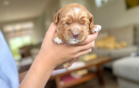 Apricot female Cockapoo puppy lovingly held in a boys hands for the pups first photo shoot at Chesley Hill Cockapoos, New England's premier Cockapoo breeder.   Chesley Hill Cockapoos raises Cockapoo puppies for families in Boston, Massachusetts, Hartford, Connecticut, New York City, Manhattan, Brooklyn, New York, Newport, Rhode Island, Newark, New Jersey,  New Hampshire, Maine, Vermont, Maryland, Washington DC, all of New England and the East Coast.