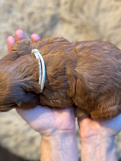 3 week old apricot male cockapoo puppy being held lovingly by a woman for the pups photo shoot at Chesley Hill Cockapoos, a boutique family breeder located in NH providing happy and healthy Cockapoo puppies to loving families in Boston Massachusetts, all of New England and the East Coast.