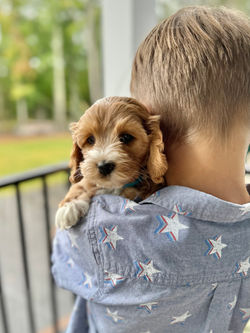 Adorable apricot with white markings F1 male Cockapoo puppy lovingly held during the puppies final photo shoot at Chesley Hill Cockapoos, Massachusetts premier Cockapoo breeder with Cockapoo puppies for sale to families in NH, ME, VT, CT, RI, NY, NYC, NJ, PA, MD, Washington DC, all of New England and the East Coast.