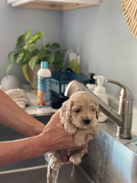 Sweet almost 4 week old male Cockapoo puppy calmly resting in a womans hands for his bath.  He is being raised by the Chesley Hill Cockapoos family, a Cockapoo breeder in NH providing happy and healthy Cockapoo puppies to loving families in Boston, MA, ME, VT, NH, RI, CT, MD, NY, NYC, all of New England and the East Coast.