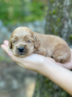 Male Cockapoo puppy lovingly held for his 2 week photo shoot at Chesley Hill Cockapoos, New England Cockapoo breeder providing happy and healthy Cockapoo puppies to families in Boston, Massachusetts, NYC, CT, RI, NH, VT, MD, all of New England and the East Coast.