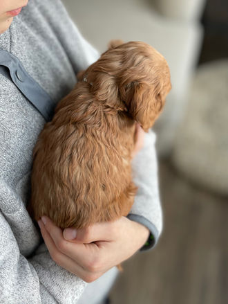 Handsome apricot cockapoo puppy looking adorable for his 5 week photo shoot at Chesley Hill Cockapoos, a family breeder located in NH and providing Cockapoo puppies to families in Massachusetts, Boston, NYC, all of New England and the East Coast.