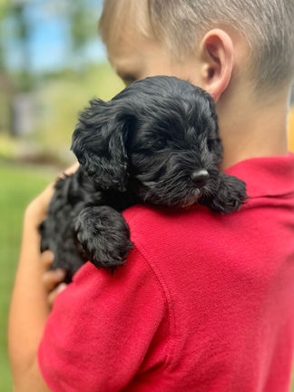 Handsome black with white markings F1 Cockapoo puppy lovingly held for his sunny summer 5 week puppy photo shoot at Chesley Hill Cockapoos NH Cockapoo breeder with Cockapoo puppies for sale to families in NH, MA, VT, CT, RI, ME, NJ, NY, PA, Washignton DC, MD, all of New England and the East Coast.