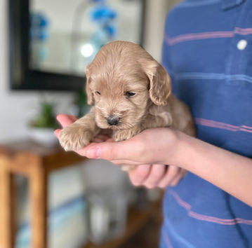 Handsome buff cockapoo puppy with black button nose lovingly held in a boys hands during the pups 4 week photo shoot with backdrop of earthtones and pops of pink spring flowers. He is being raised as part of the Chesley Hill Cockapoos family, New England's premier Cockapoo family breeder with pups for sale to families in NH, Boston, MA, Cape Cod, MA, Newport, RI, Providence, RI, Hartford, CT, New Canaan, CT, Manhattan, NYC, NY, Washington DC, Philadelphia, NJ, NH, VT, ME, all of New England and the East Coast.