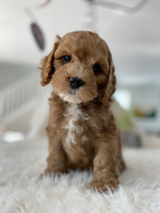 Adorable apricot with white markings male pup posing on a cream faux fur blanket during his last photo shoot at Chesley Hill Cockapoos, a family breeder of Cockapoo puppies located in NH and providing Cockapoo puppies to loving families in Boston, Massachusetts, all of New England and the East Coast.