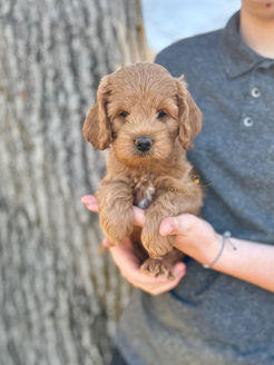 F1 Cockapoo puppy lovingly raised by Chesley Hill Cockapoos Cockapoo breeder Massachusetts with Cockapoo puppies for sale to families in FL, GA, TX, SC, NC, VA, MD, NY, NH, MA, CA, OR, UT, all of New England and East Coast to West Coast