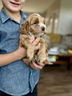F1 Cockapoo puppy lovingly held by a young boy for the pups 4 weeks photo shoot at Chesley Hill Cockapoos, NH premier Cockapoo puppy breeder with Cockapoo puppies for sale to loving families in Boston, Cape Cod, Massachusetts, Manhattan, Brooklyn, New York City, New York, Newport, Rhode Island, Porstmouth, New Hampshire, Hartford, Connecticut, Maine, Vermont, Philadelphia, PA, Washington DC, Virginia all of New England and the East Coast.