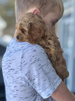 Cockapoo puppy raised in NH by Chesley Hill Cockapoos Florida's premier Cockapoo breeder with Cockapoo puppies for sale to families in MA, NH, CT, NY, MD, VA, NC, SC, TX, GA, FL, ME, VT, RI, CA, WA, OR all of New England and East Coast to West Coast.
