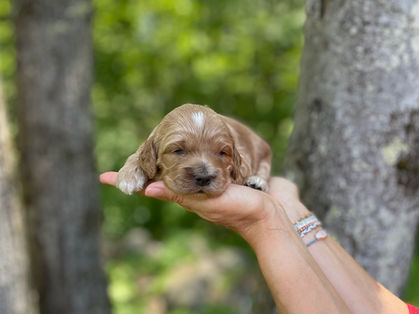 Handsome apricot with white markings Cockapoo puppy enjoying the sunshine during his outdoor photo shoot at Chesley Hill Cockapoos, a family breeder of Cockapoo puppies located in New England, providing happy and healthy Cockapoo puppies to loving families in Boston, MA, New York City, NY, VT, CT, RI, NH, ME all of New England and the East Coast.