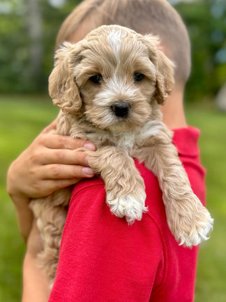 Handsome light apricot with white markings F1 Cockapoo puppy lovingly held for his sunny summer 5 week puppy photo shoot at Chesley Hill Cockapoos NH Cockapoo breeder with Cockapoo puppies for sale to families in NH, MA, VT, CT, RI, ME, NJ, NY, PA, Washignton DC, MD, all of New England and the East Coast.