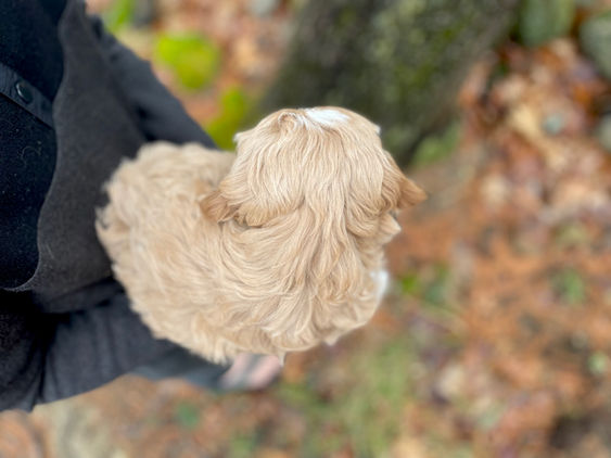 Handsome 8 week old cream with white markings male Cockapoo puppy lovingly held by a young boy during the pups outdoor photo shoot with backdrop of beautiful trees and fallen leaves.  He is being raised by Chesley Hill Cockapoos, New England Cockapoo breeder raising happy and healthy Cockapoo puppies for loving families in NH, MA, RI, CT, NJ, ME, VT, NY, Boston, New York City, Washington DC, all of New England and the East Coast.