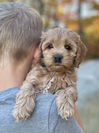 Adorable Cockapoo puppy in the arms of a young boy for the pups final photo shoot at Chesley Hill Cockapoos, New England breeder of Cockapoo puppies for families in Massachusetts, Boston, Cape Cod, New York, Manhattan, Brooklyn, New Jersey, Newark, Connecticut, Hartford, Bridgeport, New Hampshire, Portsmouth, Vermont, Maine, Philadelphia, Washington DC, Maryland, all of New England and the East Coast.