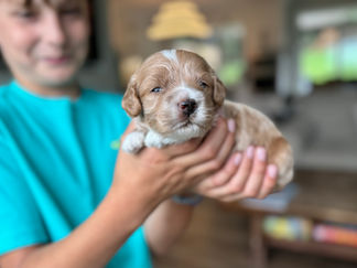 Handsome apricot with white male F1 Cockapoo puppy lovingly held by a young boy for the pups 2 week photo shoot at Chesley Hill Cockapoos NH Cockapoo breeder with Cockapoo puppies for sale to loving families in NH, Boston, Cape Cod, MA, Hartford, CT, Manhattan, Brooklyn, New York City, NY, Newport, RI, NJ, MD, Washington DC, Philadelphia, PA all of New England and the East Coast.