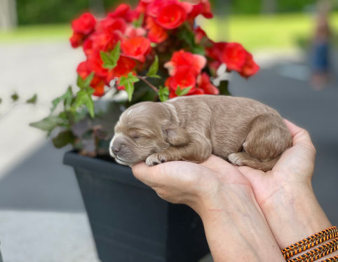 One week old, outdoor summer photo shoot for a litter of Cockapoo puppies being lovingly raised by Chesley Hill Cockapoos a New England based Cockapoo breeder who lovingly raises their Cockapoo puppies for families in NH, ME, VT, Boston, MA, NY, NYC, CT, RI, all of New England and the East Coast.
