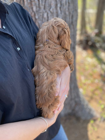 Handsome apricot male Cockapoo puppy adorably posing for the camera during his outdoor photo shoot with blue skies and green budding trees as the backdrop. He is being lovingly raised by Chesley Hill Cockapoos a premier family breeder of Cockapoo puppies in New England providing happy and healthy Cockapoo puppies to loving families in Boston, Massachusetts, NYC, CT, VT, NH, ME, RI, all of New England and the East Coast.
