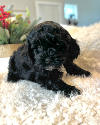 Adorable F1 Cockapoo puppy having a Christmas themed final photo shoot at Chesley Hill Cockapoos New Hampshire's premier Cockapoo breeder with Cockapoo puppies for sale to families in CT, NY, NJ, PA, RI, ME, MA, VT, NH, MD, Washington DC, CA, FL, all of New England and the East Coast.