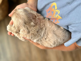 Handsome buff male F1 Cockapoo puppy lovingly held by a young boy for the pups 2 week photo shoot at Chesley Hill Cockapoos NH Cockapoo breeder with Cockapoo puppies for sale to loving families in NH, Boston, Cape Cod, MA, Hartford, CT, Manhattan, Brooklyn, New York City, NY, Newport, RI, NJ, MD, Washington DC, Philadelphia, PA all of New England and the East Coast.