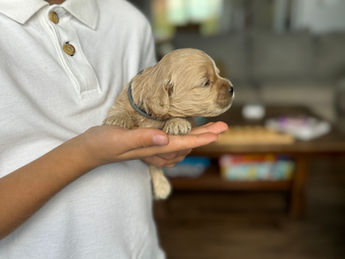 2 week old F1 Cockapoo puppy lovingly raised by Chesley Hill Cockapoos New York's premier Cockapoo breeder with Cockapoo puppies for sale to families in MA, ME, VT, NH, NY, CT, NYC, RI, PA, Washington DC, MD, all of New England and the East Coast.