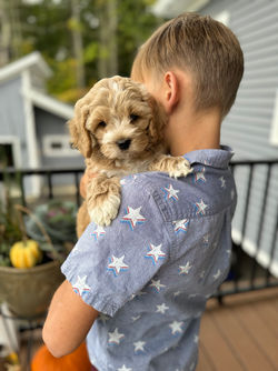 Adorable apricot with white markings F1 male Cockapoo puppy lovingly held by a young boy during the puppies final photo shoot at Chesley Hill Cockapoos, Massachusetts premier Cockapoo breeder with Cockapoo puppies for sale to families in NH, ME, VT, CT, RI, NY, NYC, NJ, PA, MD, Washington DC, all of New England and the East Coast.