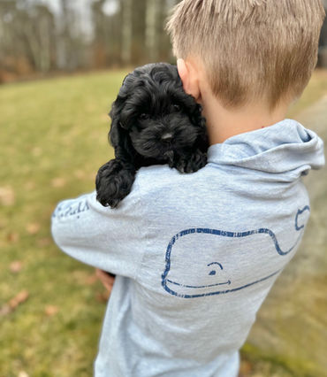 Black with white markings female Cockapoo puppy lovingly held by a young boy in a powder blue vineyard vines shirt while posing outdoors for the pups last photo shoot at Chesley Hill Cockapoos, New Hampshire Cockapoo breeder with Cockapoo puppies for sale to families in Boston, Cape Cod, Massachusetts, Manhattan, NYC, DUMBO, New York, Newport, Rhode Island, Hartford, Connecticut, Newark, New Jersey, Philadelphia, Pennsylvania, Portsmouth, New Hampshire, Vermont, Maine, Washington DC, Maryland, all of New England and the East Coast.