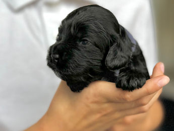 2 week old F1 Cockapoo puppy lovingly raised by Chesley Hill Cockapoos New Hampshire's premier Cockapoo breeder with Cockapoo puppies for sale to families in MA, ME, VT, NH, NY, CT, NYC, RI, PA, Washington DC, MD, all of New England and the East Coast.