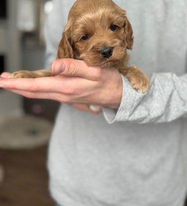 F1 Cockapoo puppy lovingly raised by Chesley Hill Cockapoos Connecticut's premier Cockapoo breeder with Cockapoo puppies for sale to families in Miami, Naples, Florida, NH,MA, VT, ME, Hartford, CT, NY, MD, VA, GA, NC, SC, TX, WA, OR, CA, FL all of New England and East Coast to West Coast