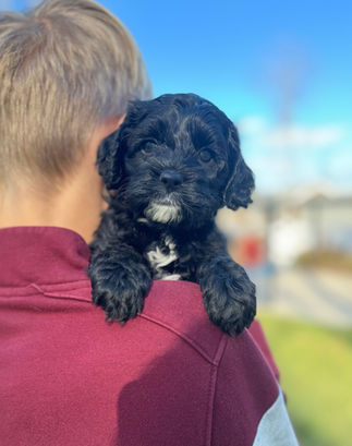 Beautiful black with white F1 Cockapoo puppy for sale from Chesley Hill Cockapoos Connecticut's premier Cockapoo breeder with Cockapoo puppies for sale to families in NH, ME, VT, CT, RI, NJ, NYC, NY, MA, Cape Cod, Boston, Philadelphia, PA, Washington DC, MD all of New England and the East Coast.