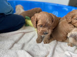 Cockapoo puppies being lovingly raised by Chesley Hill Cockapoos a family breeder located in New England and provding happy and healthy Cockapoo puppies to loving families throughout Boston, Massachusetts, all of New England and the East Coast.