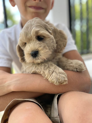 Handsome buff male Cockapoo puppy posing outside on a sunny summer day on a white faux fur rug for his final photo shoot at Chesley Hill Cockapoos a Cockapoo breeder in New England and just north of Boston.  
Chesley Hill Cockapoos Cockapoo Breeder Boston, Cockapoo Breeder New England.