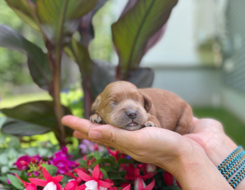 One week old, outdoor summer photo shoot for a litter of Cockapoo puppies being lovingly raised by Chesley Hill Cockapoos a New England based Cockapoo breeder who lovingly raises their Cockapoo puppies for families in NH, ME, VT, Boston, MA, NY, NYC, CT, RI, all of New England and the East Coast.