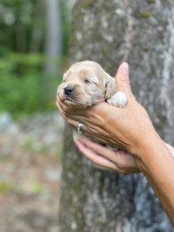 Buff female Cockapoo puppy lovingly posed for her two week photo shoot outside before moss covered tree and granite stone wall.  She and her littermates are being raised by Chesley Hill Cockapoos New England Cockapoo breeder, just north of Boston Massachusetts.