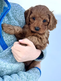 F1b Cockapoo puppy lovingly raised by Chesley Hill Cockapoos New York City's favorite Cockapoo puppy breeder with puppies for sale to families in NYC, Manhattan, Brooklyn, all of New England and the East Coast.