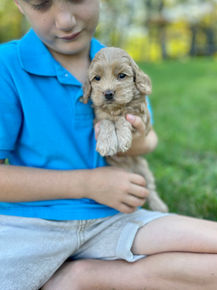 Handsome male F1 Cockapoo puppy lovingly held by a little boy outdoors in NH on a lovely fall day. The pup is being raised by Chesley Hill Cokapoos, New England's premier Cockapoo breeder raising Cockapoo puppies for families in Connecticut, Rhode Island, New York, Maine, New Hampshire, Vermont, Maine, New Jersey, Washington DC, Maryland, all of New England and the East Coast.