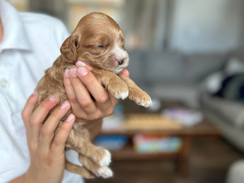 2 week old F1 Cockapoo puppy lovingly raised by Chesley Hill Cockapoos Connecticut's premier Cockapoo breeder with Cockapoo puppies for sale to families in MA, ME, VT, NH, NY, CT, NYC, RI, PA, Washington DC, MD, all of New England and the East Coast.