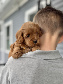 F1b Cockapoo lovingly raised by Chesley Hill Cockapoos Cockapoo breeder Florida with Cockapoo puppies for sale to families in Florida, Georgia, California, South Carolina, North Carolina, Maryland, Virginia, Connecticut, Massachusetts, New York, New Hampshire