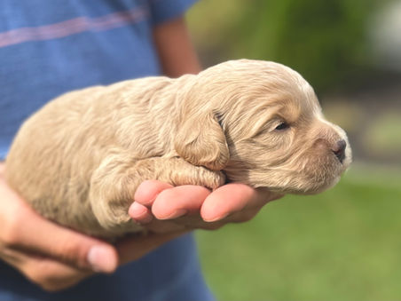 F1b Cockapoo puppy lovingly held in a young boys hands during the pups 2 week photo shoot at Chesley Hill Cockapoos, Boston's premier Cockapoo breeder with Cockapoo puppies for sale to families in NH, MA, VT, ME, CT, RI, PA, NY, NYC, MD, Washington DC all of New England and the East Coast.