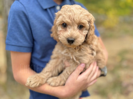 Light apricot male Cockapoo puppy raised in NH by Chesley Hill Cockapoos Boston's premier Cockapoo breeder with Cockapoo puppies for sale to families in CA, OR, WA, UT, TX, FL, MD, VA, NY, NYC, RI, CT, ME, NH, all of New England and East Coast to West Coast